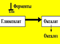 Оксалоз (Первичная гипероскалурия): Оксалоз (Первичная гипероскалурия)