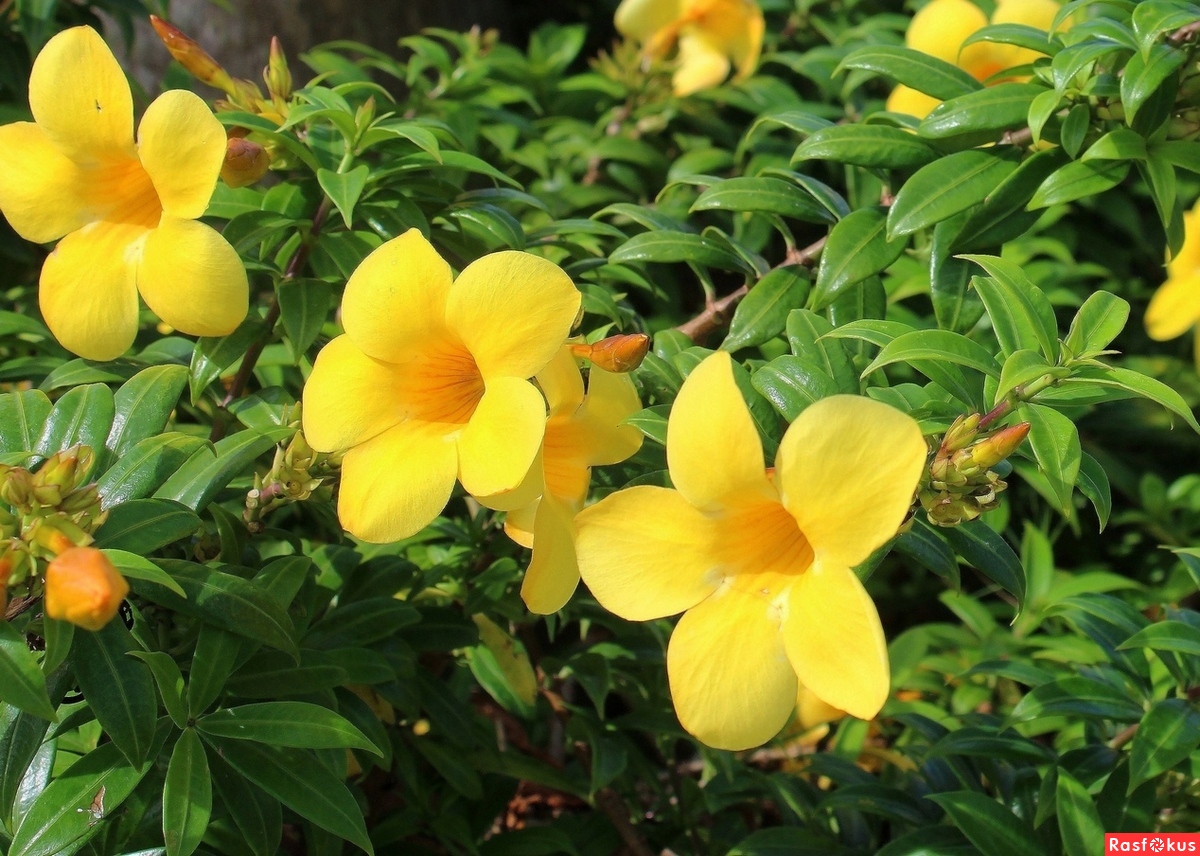 Алламанда Тропические цветы: Алламанда Тропические цветы